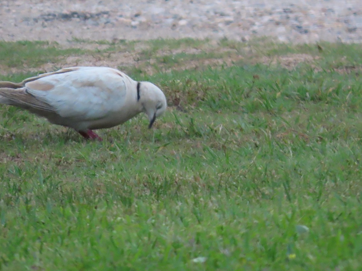 pigeon/dove sp. - ML635143238