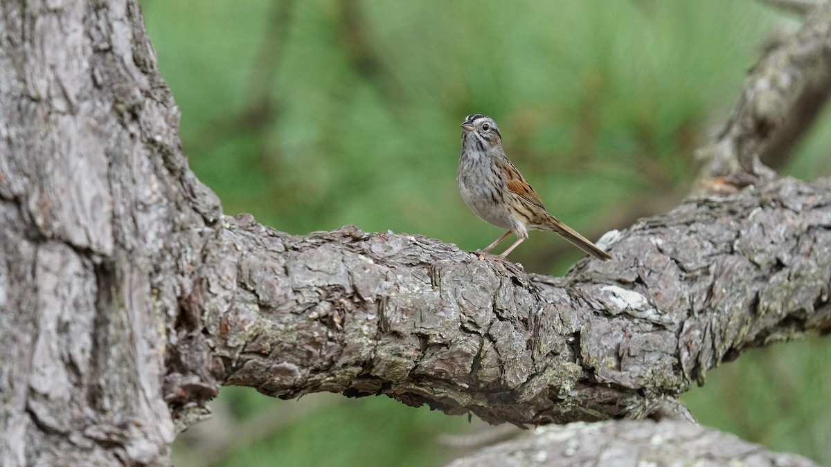 Swamp Sparrow - ML635143285