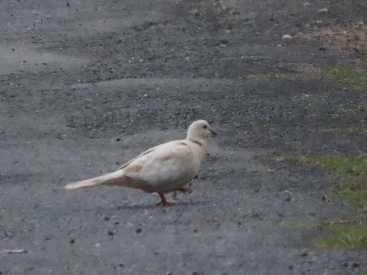 pigeon/dove sp. - ML635143318