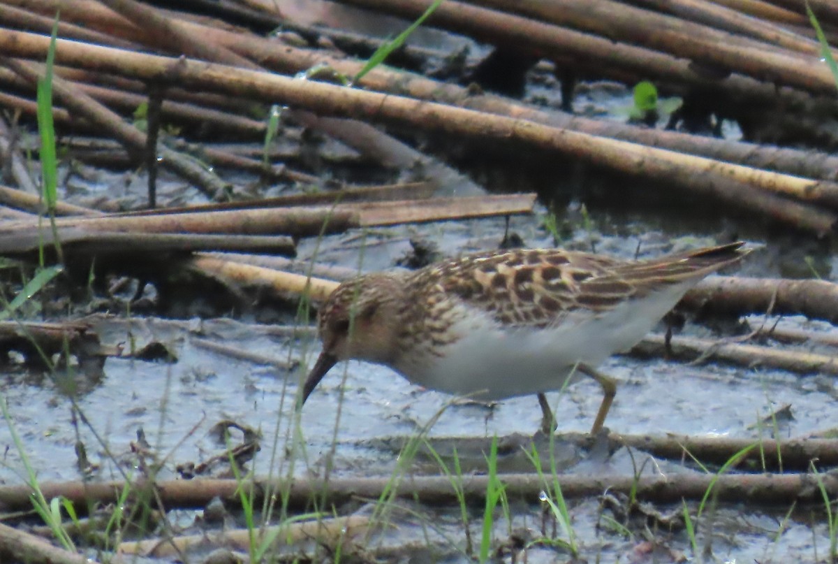 Least Sandpiper - ML635143450