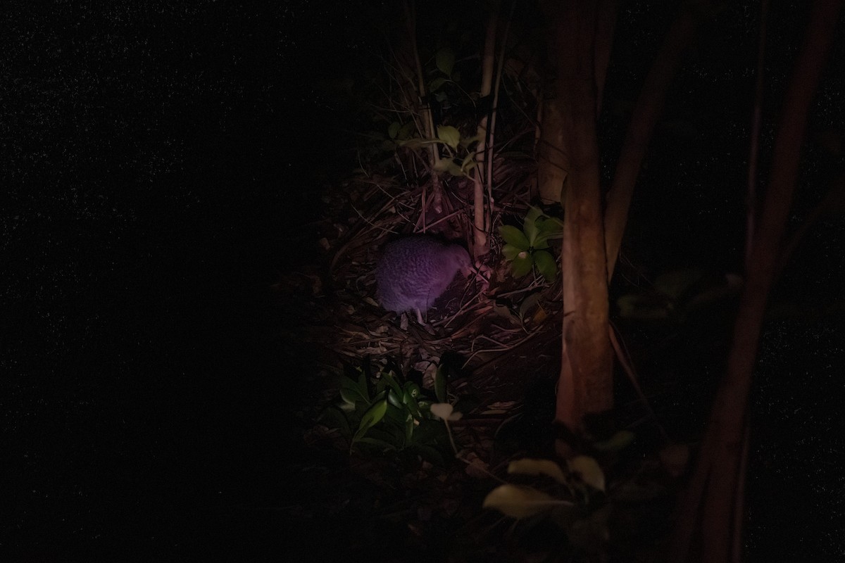 Little Spotted Kiwi - ML635143541
