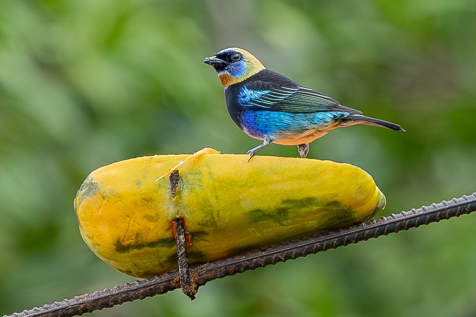 Golden-hooded Tanager - ML635143686