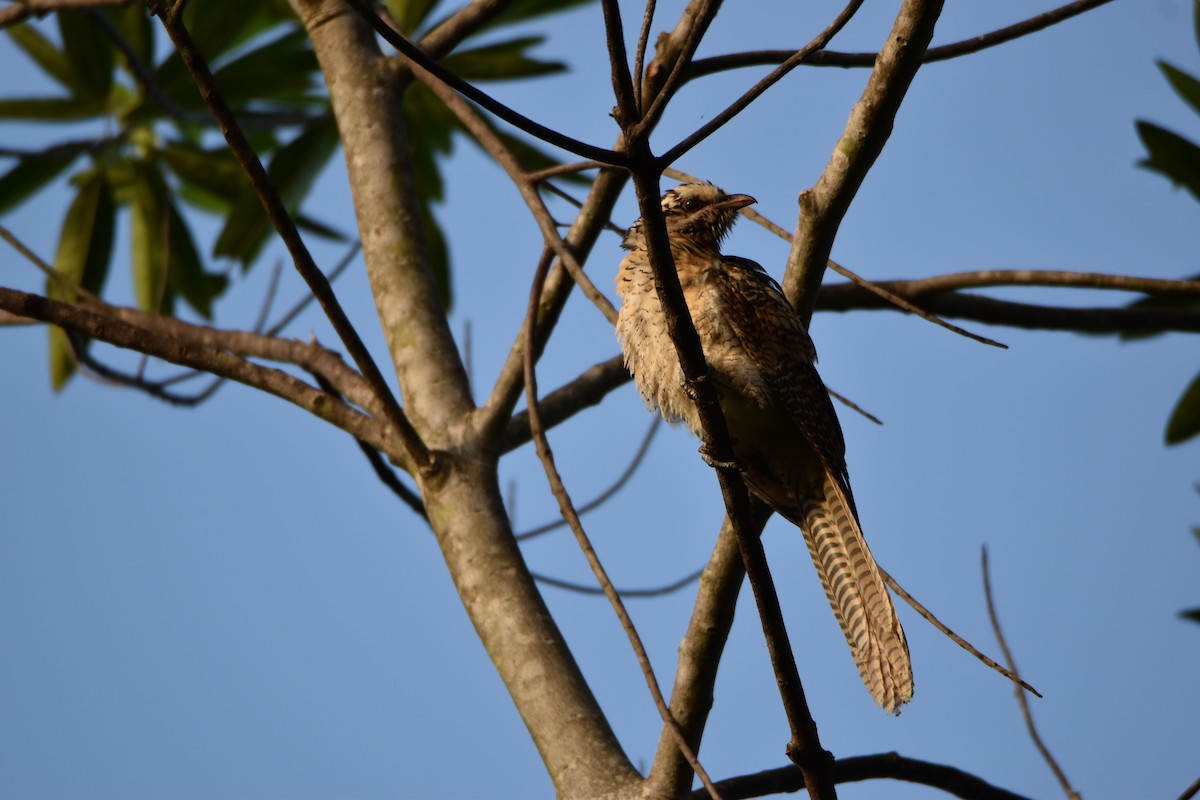 Pacific Koel - ML635143718
