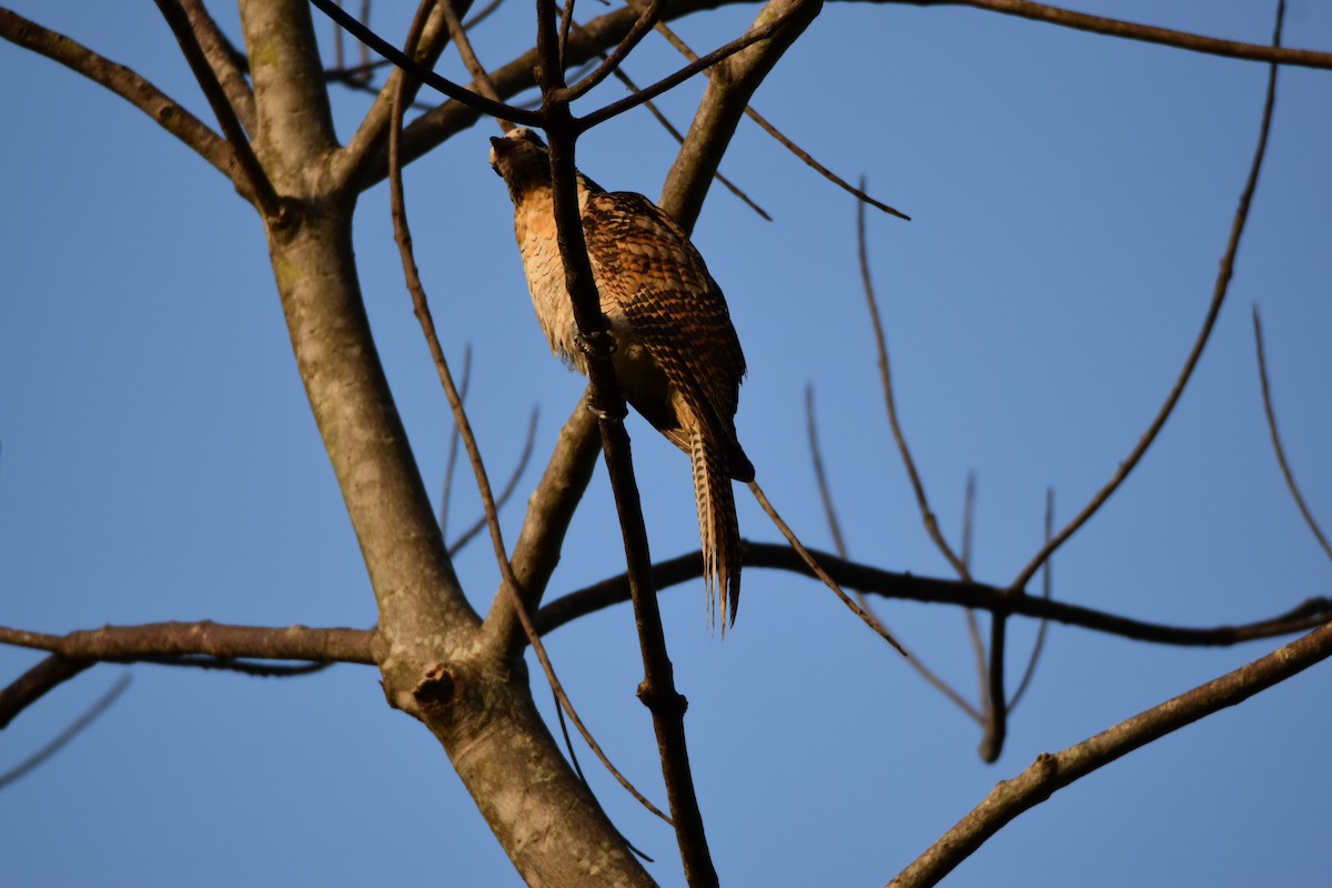 Pacific Koel - ML635143719