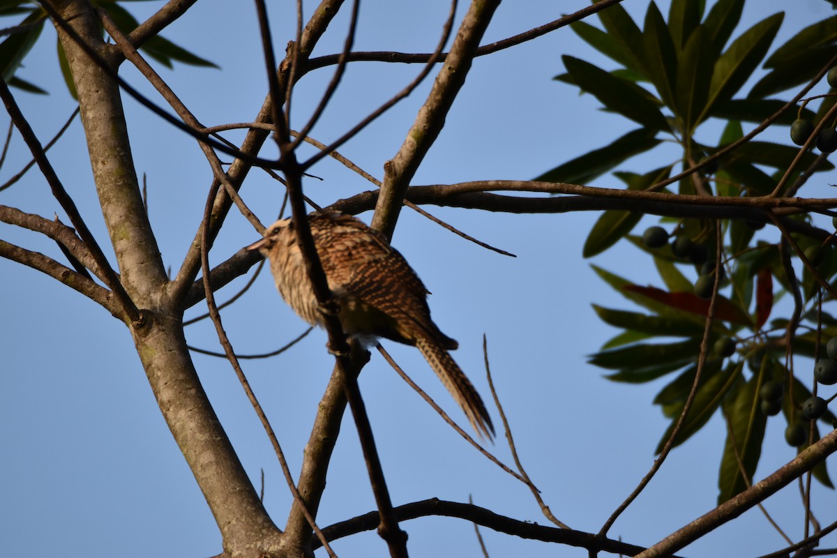 Pacific Koel - ML635143721