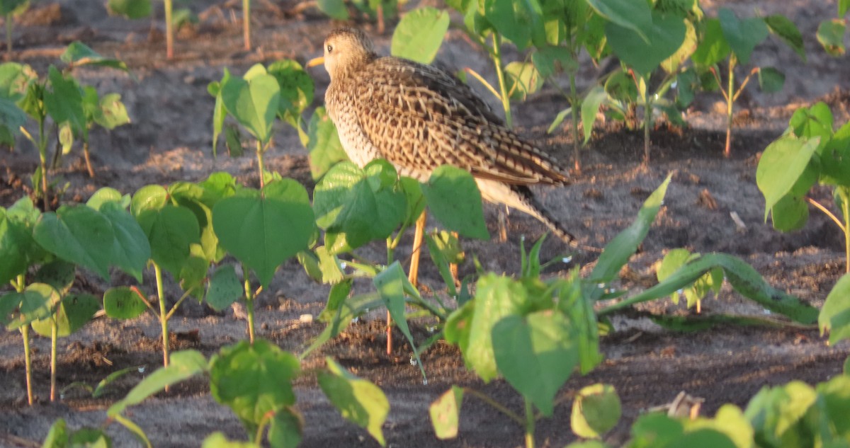 Upland Sandpiper - ML635143754