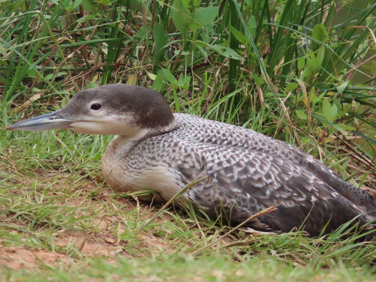 Common Loon - ML635143787