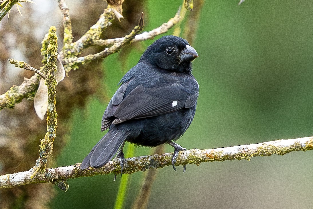 Variable Seedeater - ML635143857