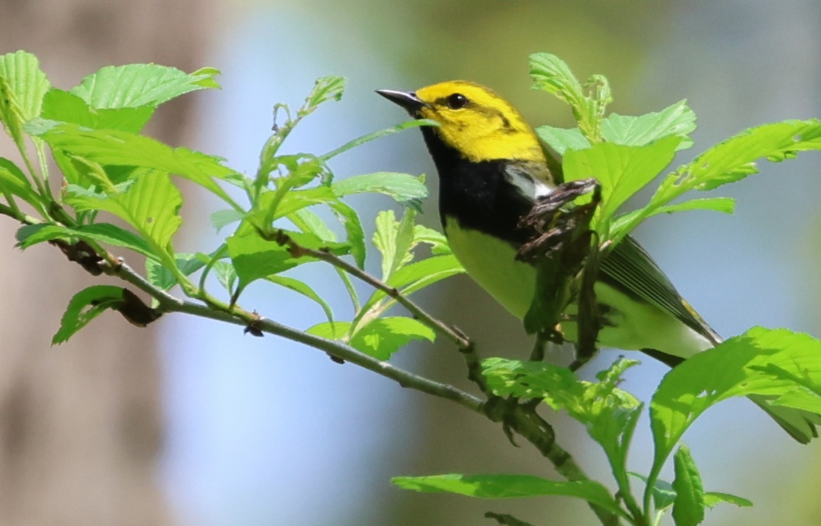 Black-throated Green Warbler - ML635143882