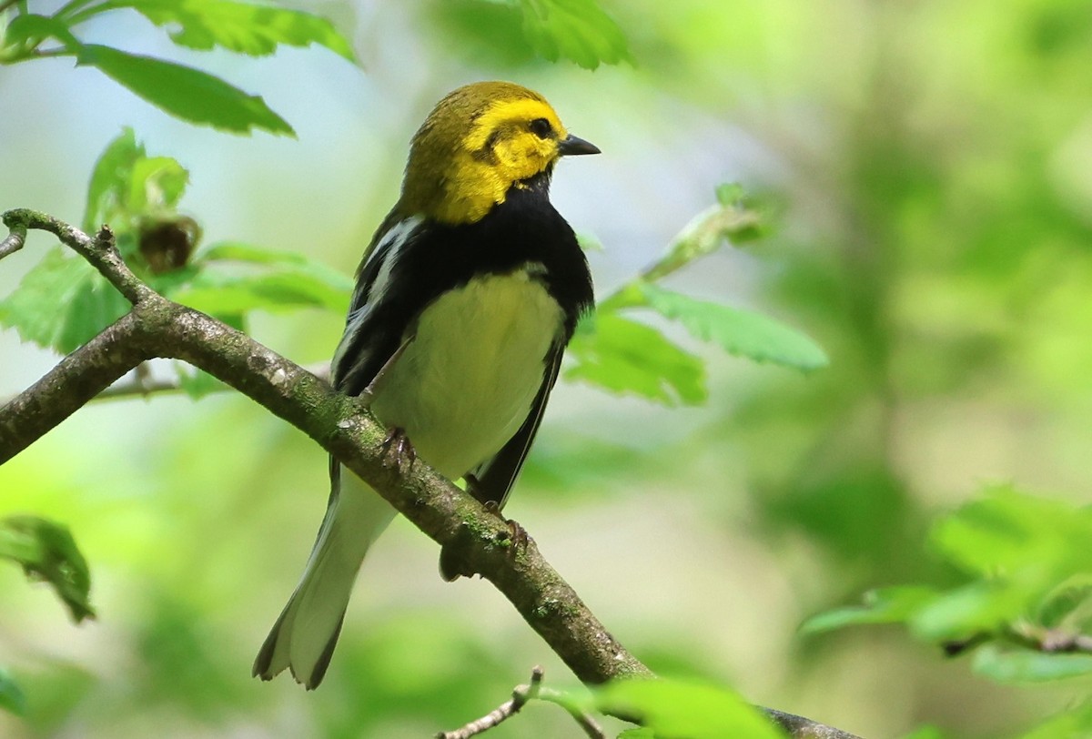 Black-throated Green Warbler - ML635143883