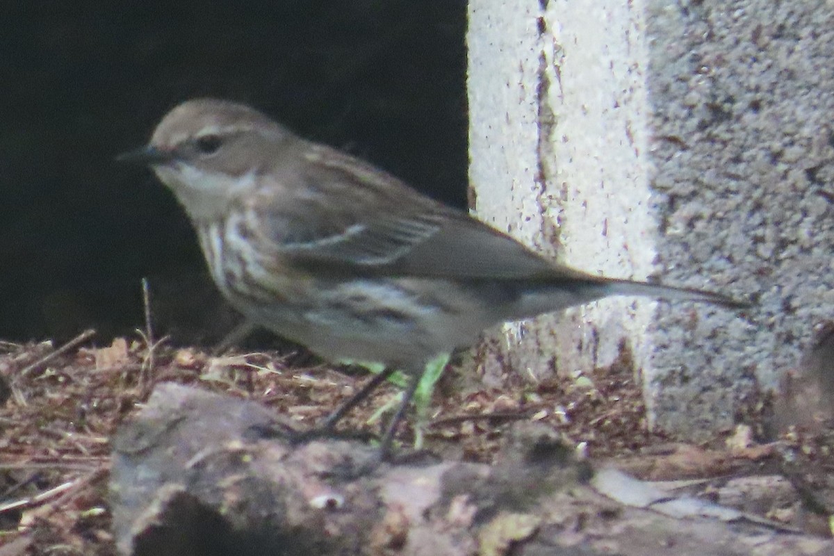 Yellow-rumped Warbler - ML635143915