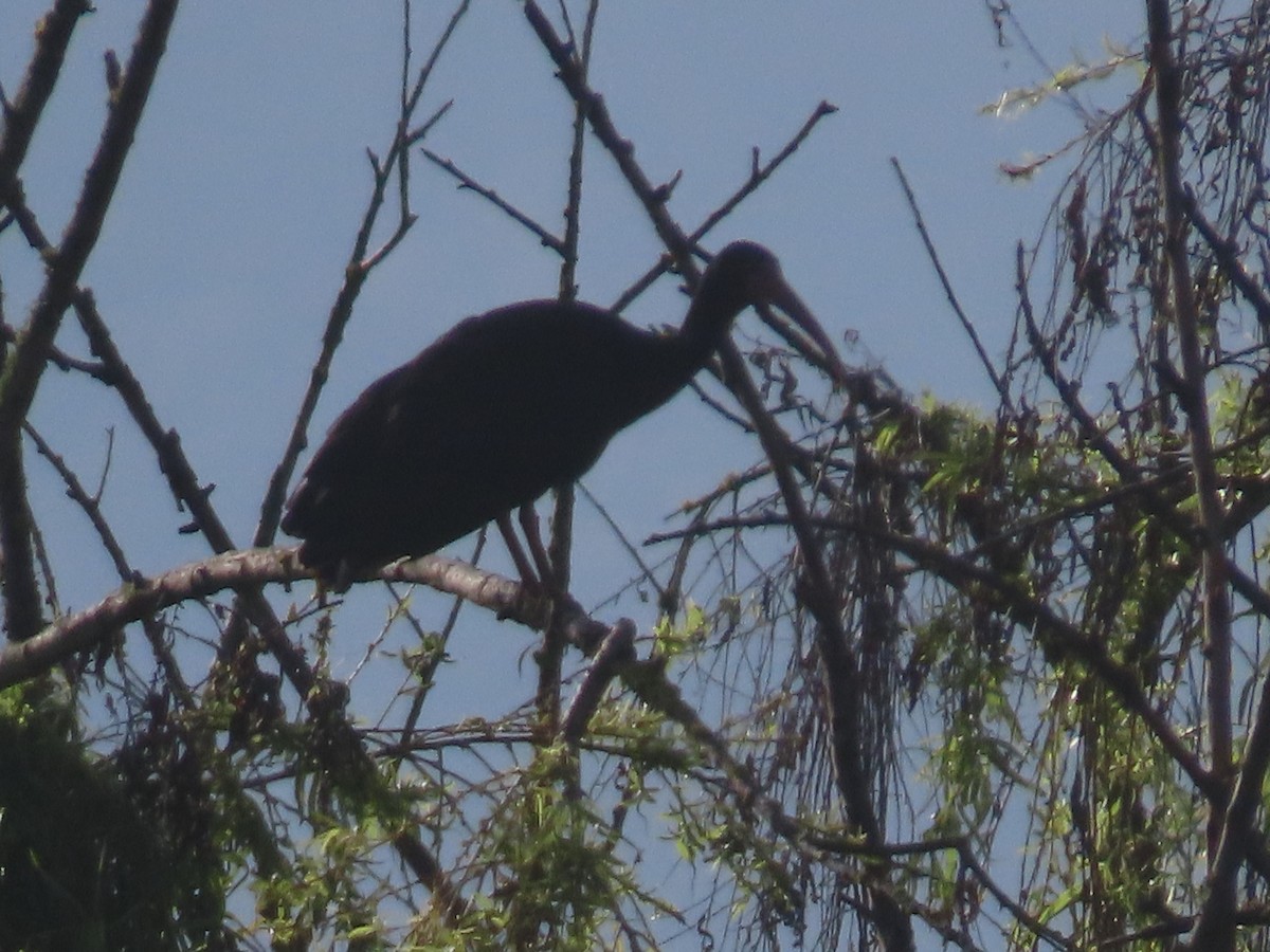 Bare-faced Ibis - ML635143918