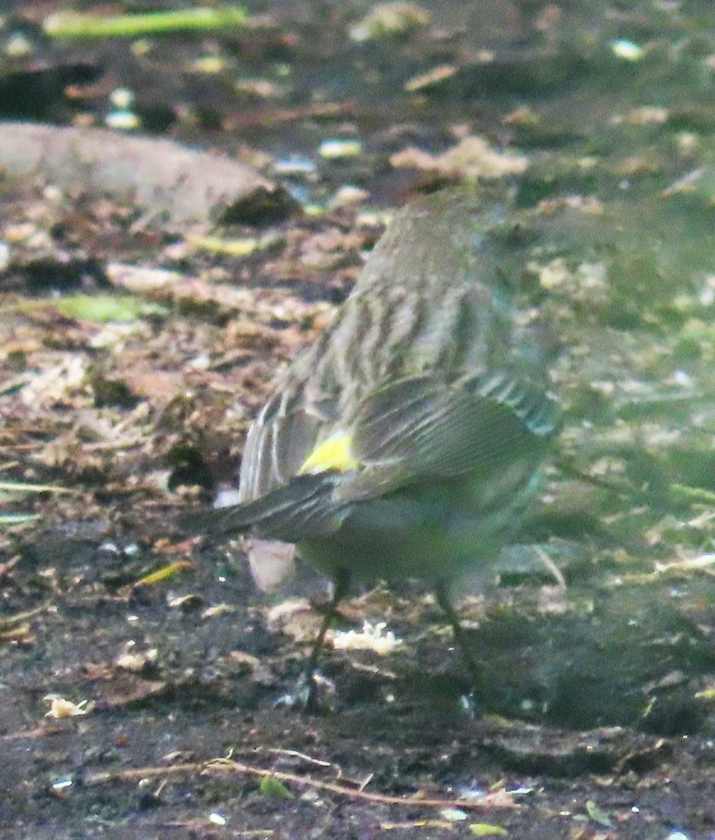 Yellow-rumped Warbler - ML635143928