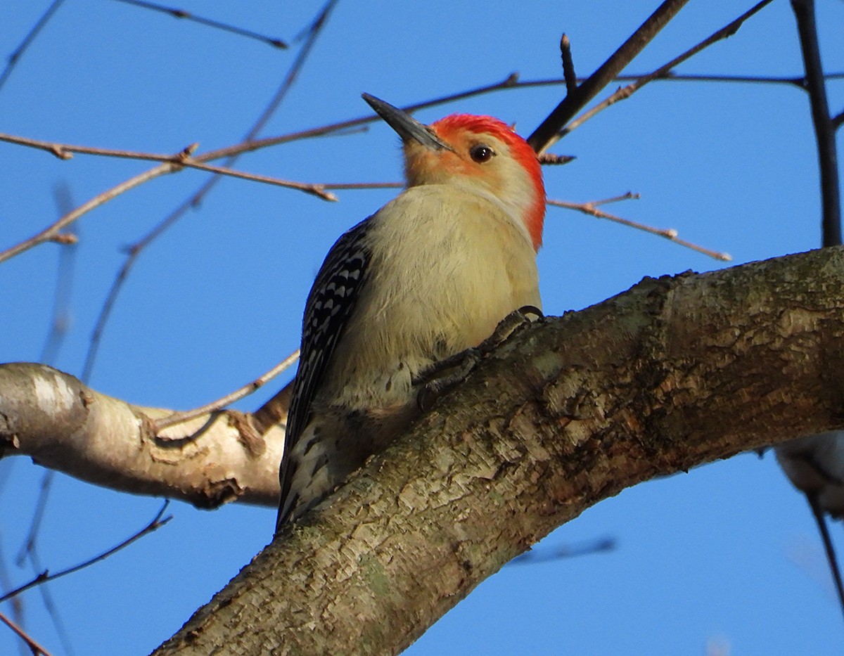 Red-bellied Woodpecker - ML635143992