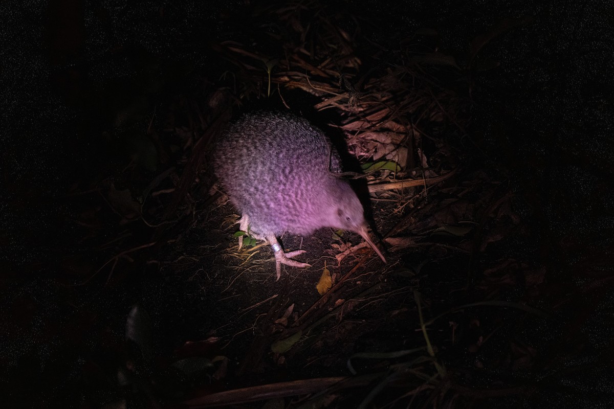 Little Spotted Kiwi - ML635144021