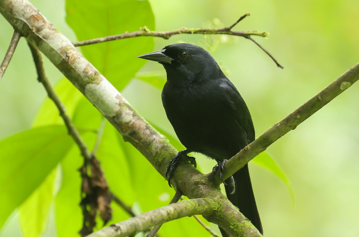 Jamaican Blackbird - ML635144029