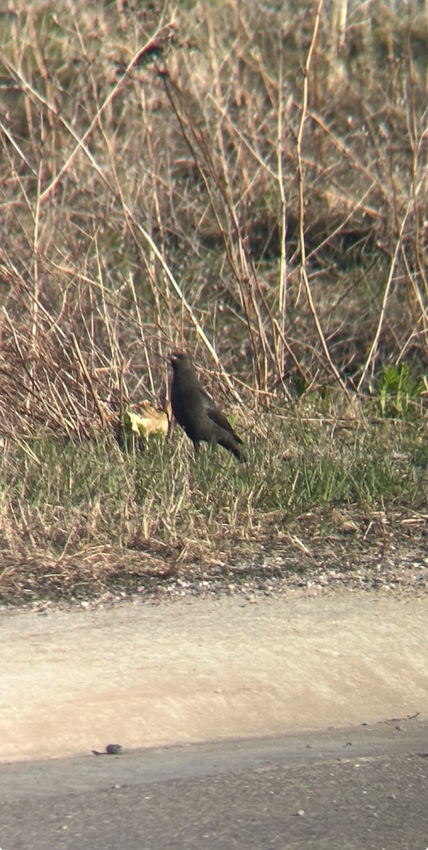 Brewer's Blackbird - ML635144106