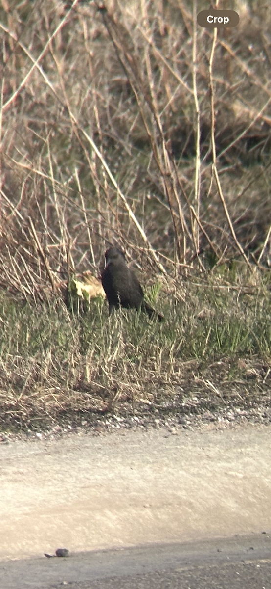 Brewer's Blackbird - ML635144107