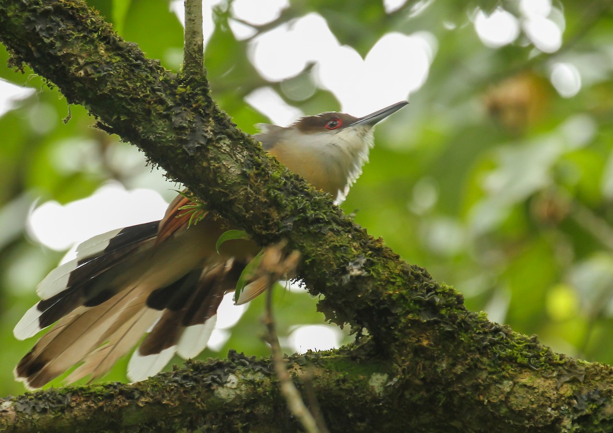 Jamaican Lizard-Cuckoo - ML635144308