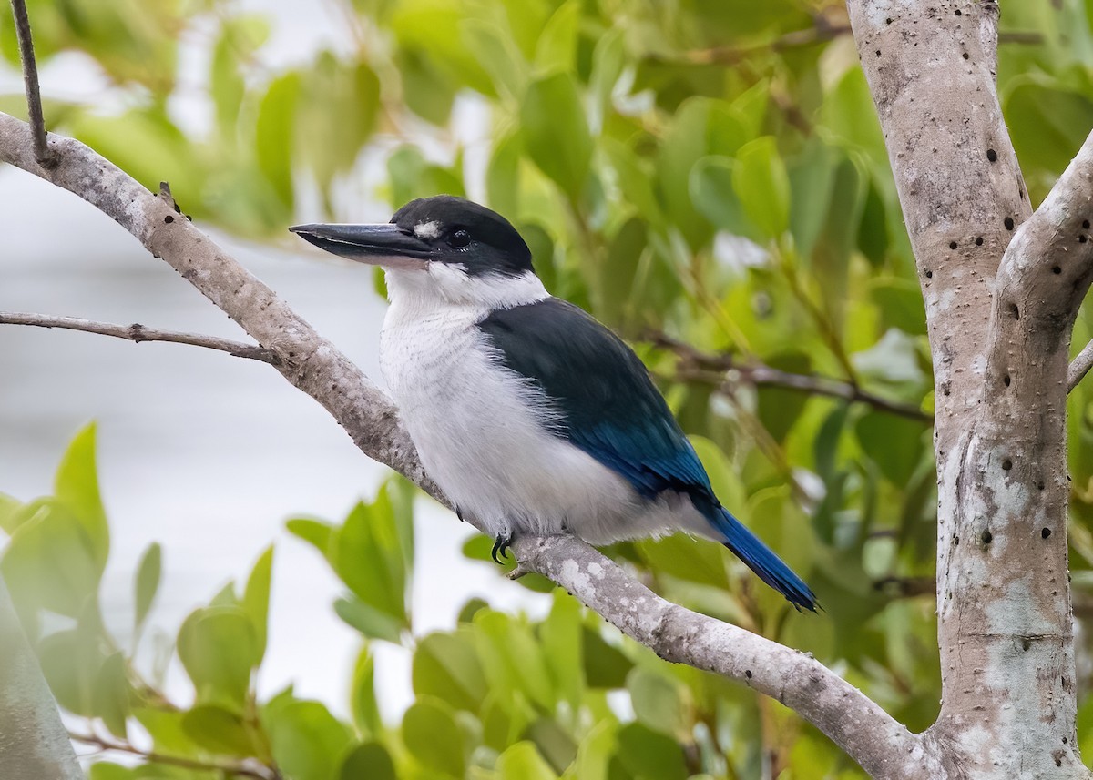 Torresian Kingfisher - ML635144343
