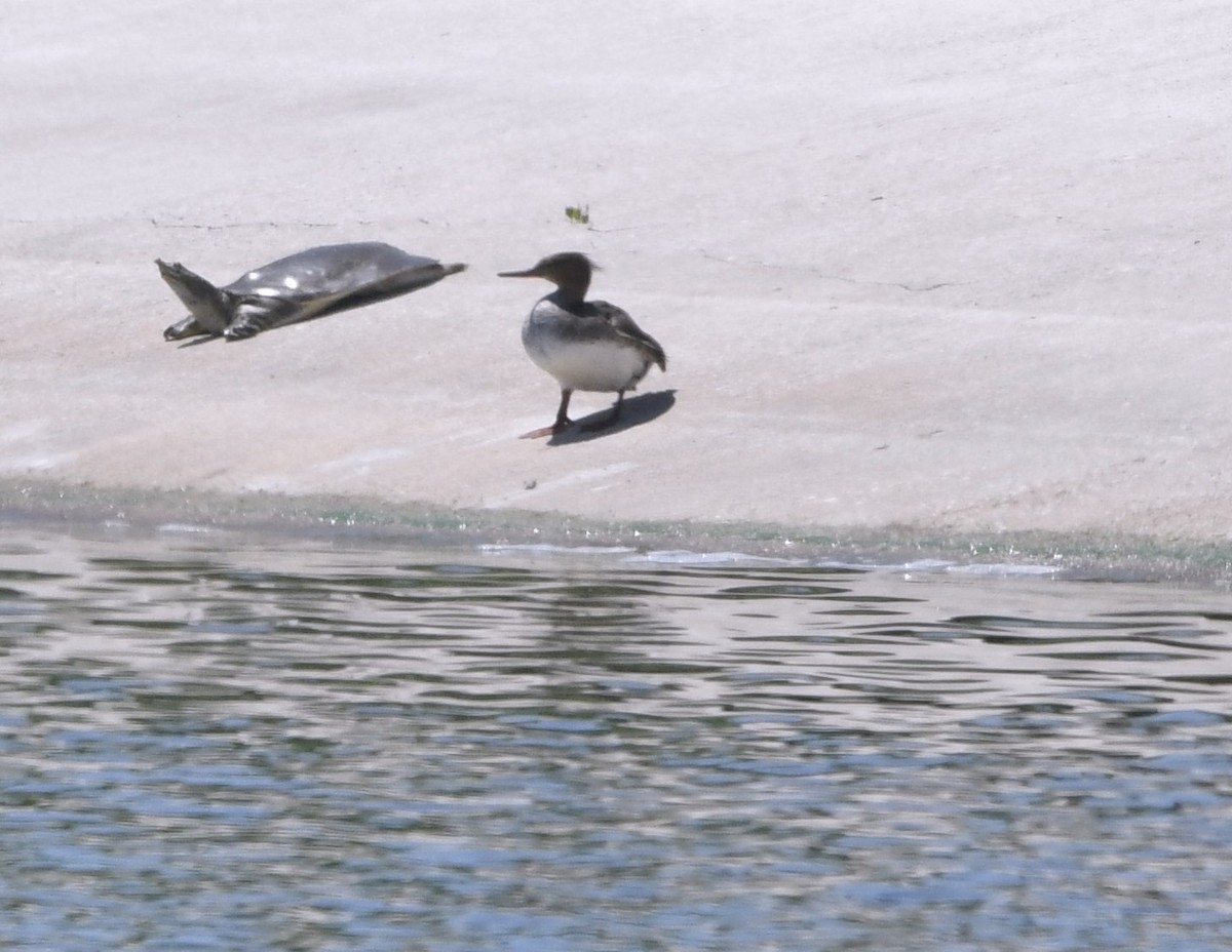 Red-breasted Merganser - ML635144463