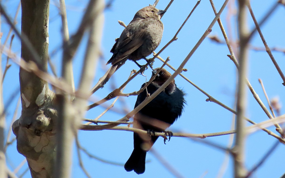 Brown-headed Cowbird - ML635144525