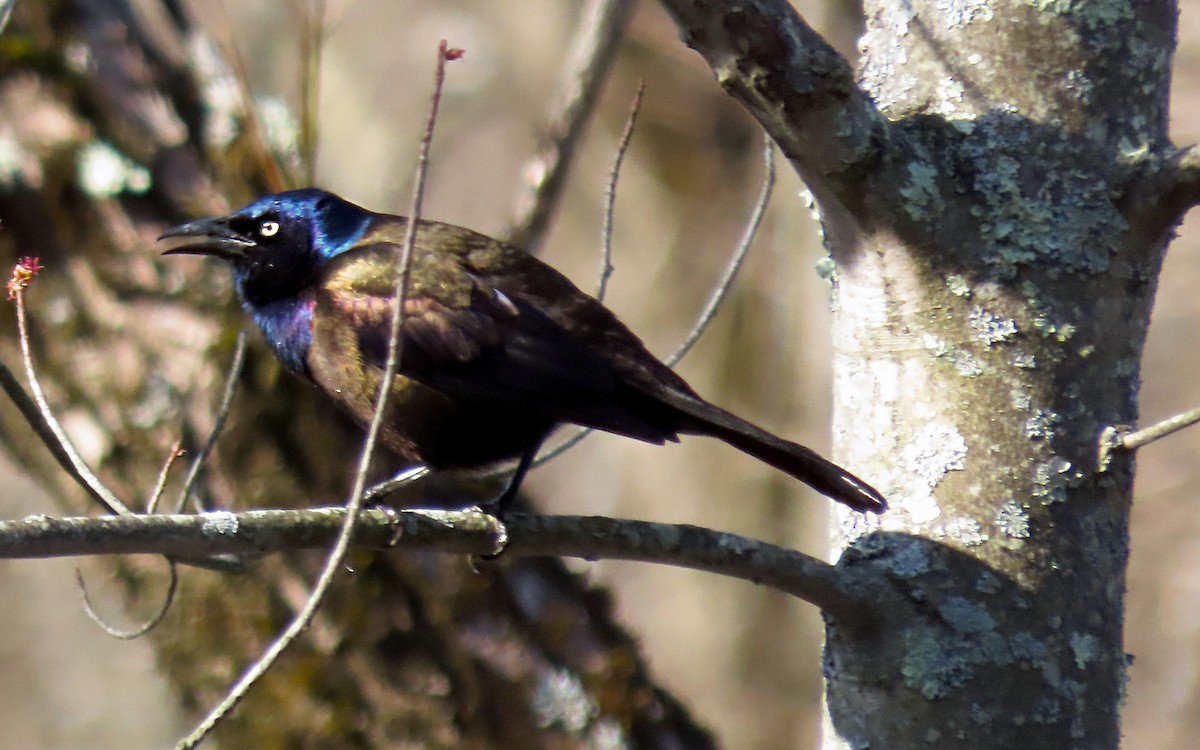 Common Grackle - ML635144543