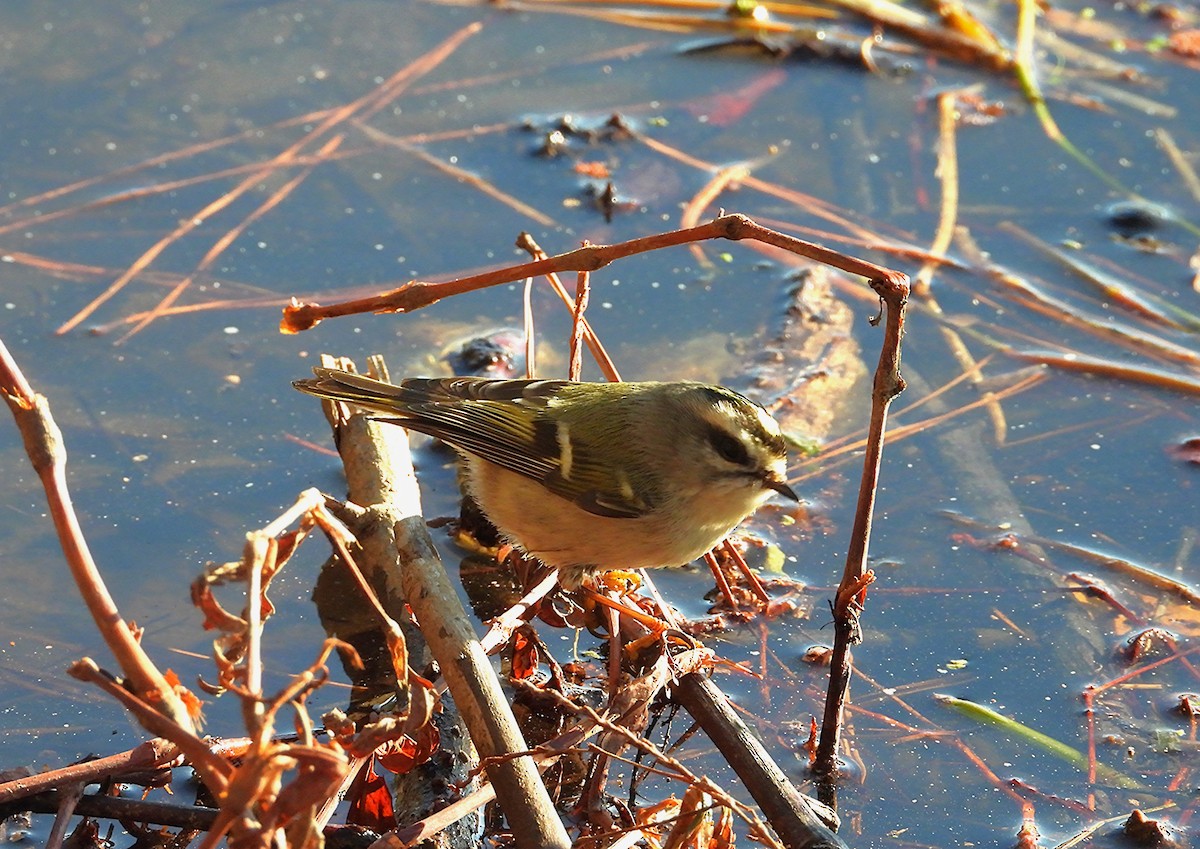 Golden-crowned Kinglet - ML635144560