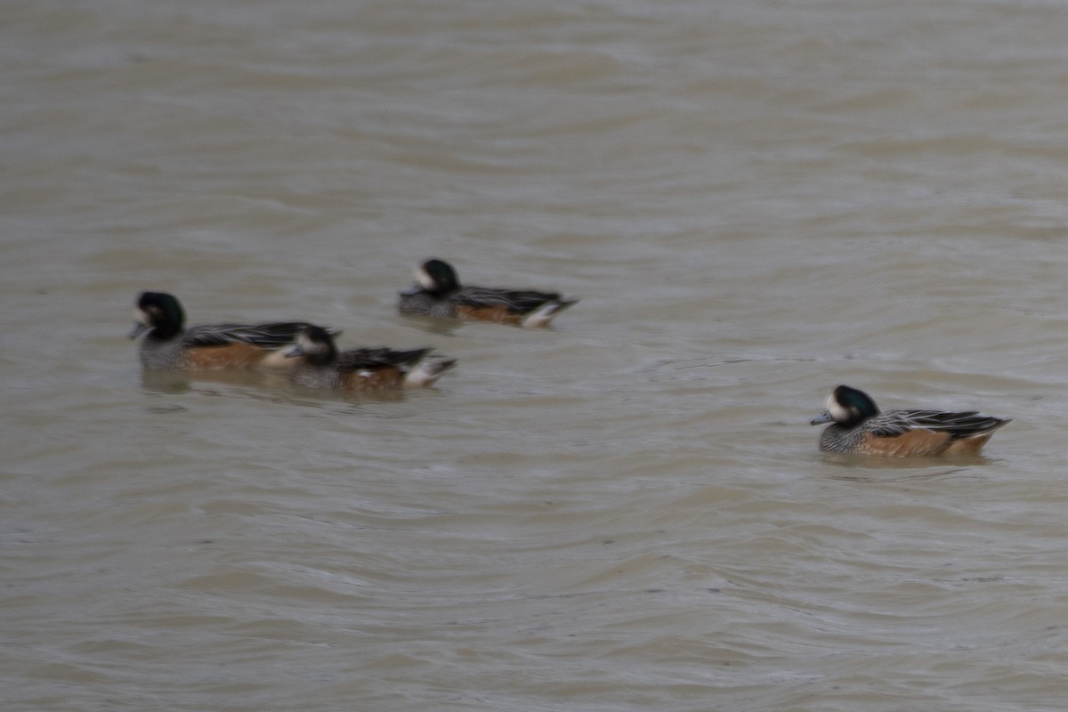 Chiloe Wigeon - ML635144567