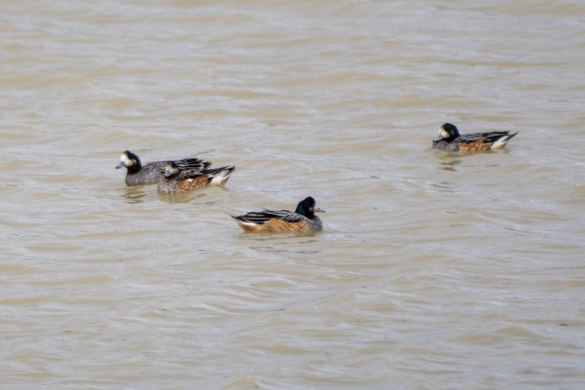 Chiloe Wigeon - ML635144568