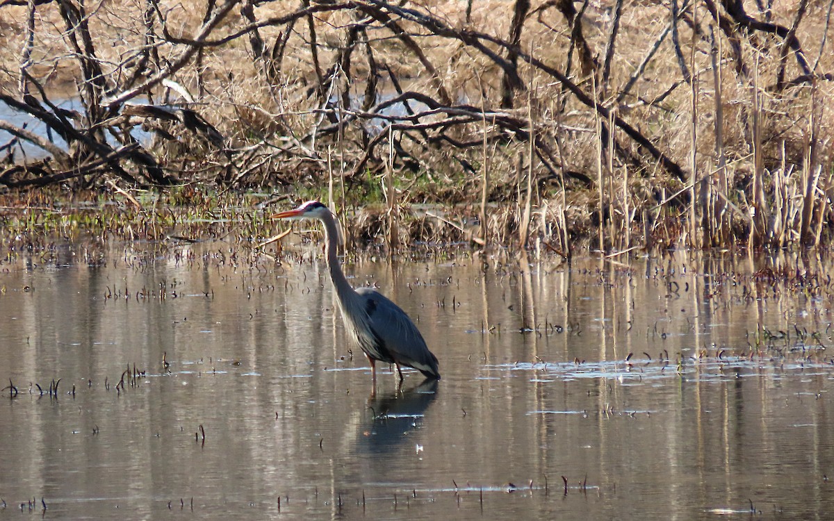 Great Blue Heron - ML635144582