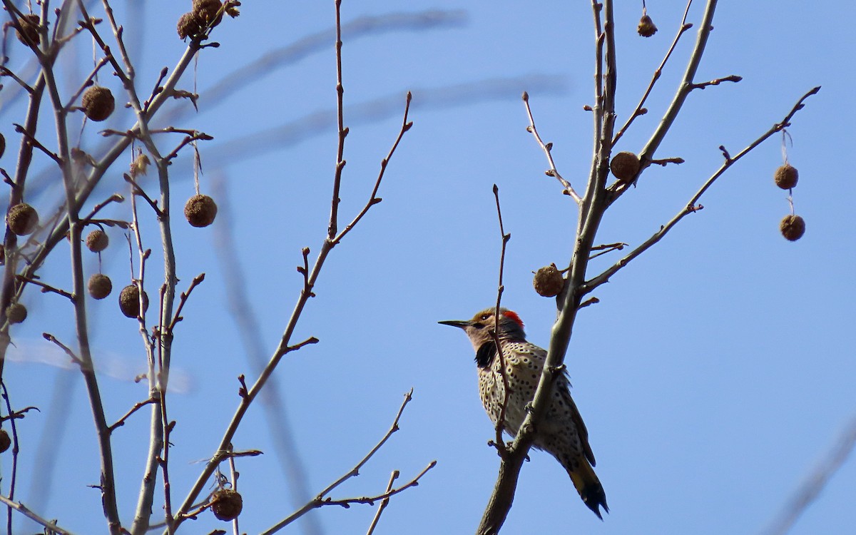 Northern Flicker - ML635144681
