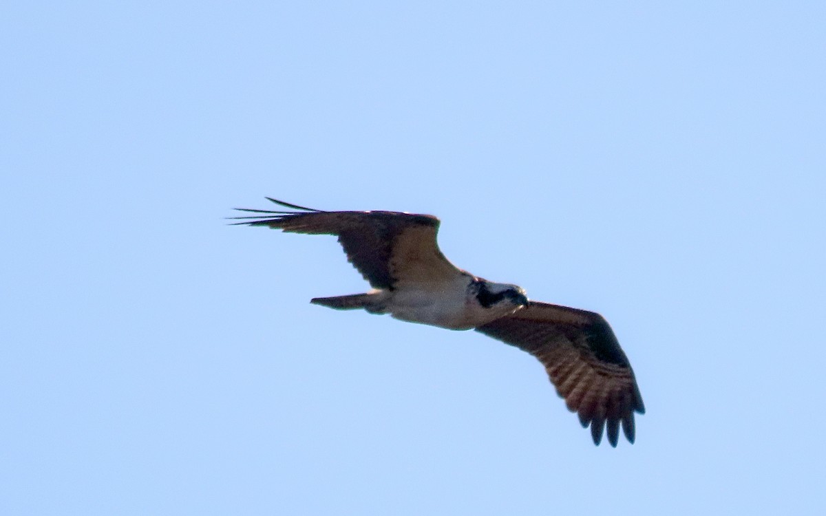 魚鷹 - ML635144696