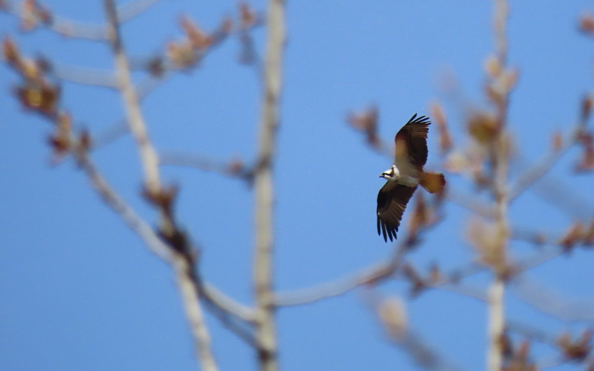 魚鷹 - ML635144701