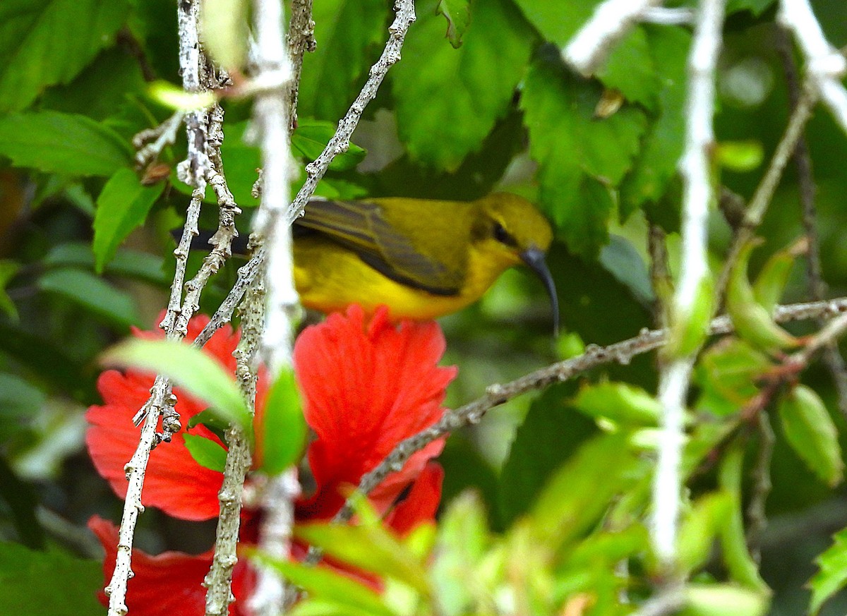 Sahul Sunbird - ML635144710