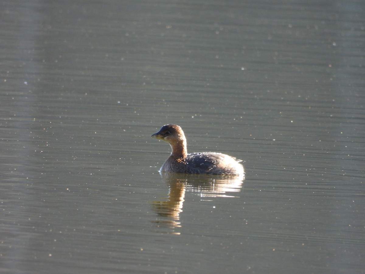 Pied-billed Grebe - ML635144712