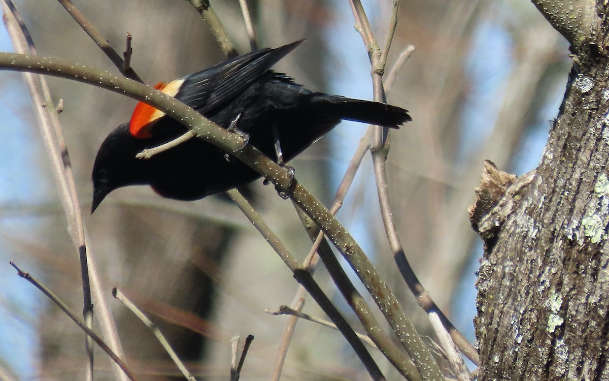 Red-winged Blackbird - ML635144724