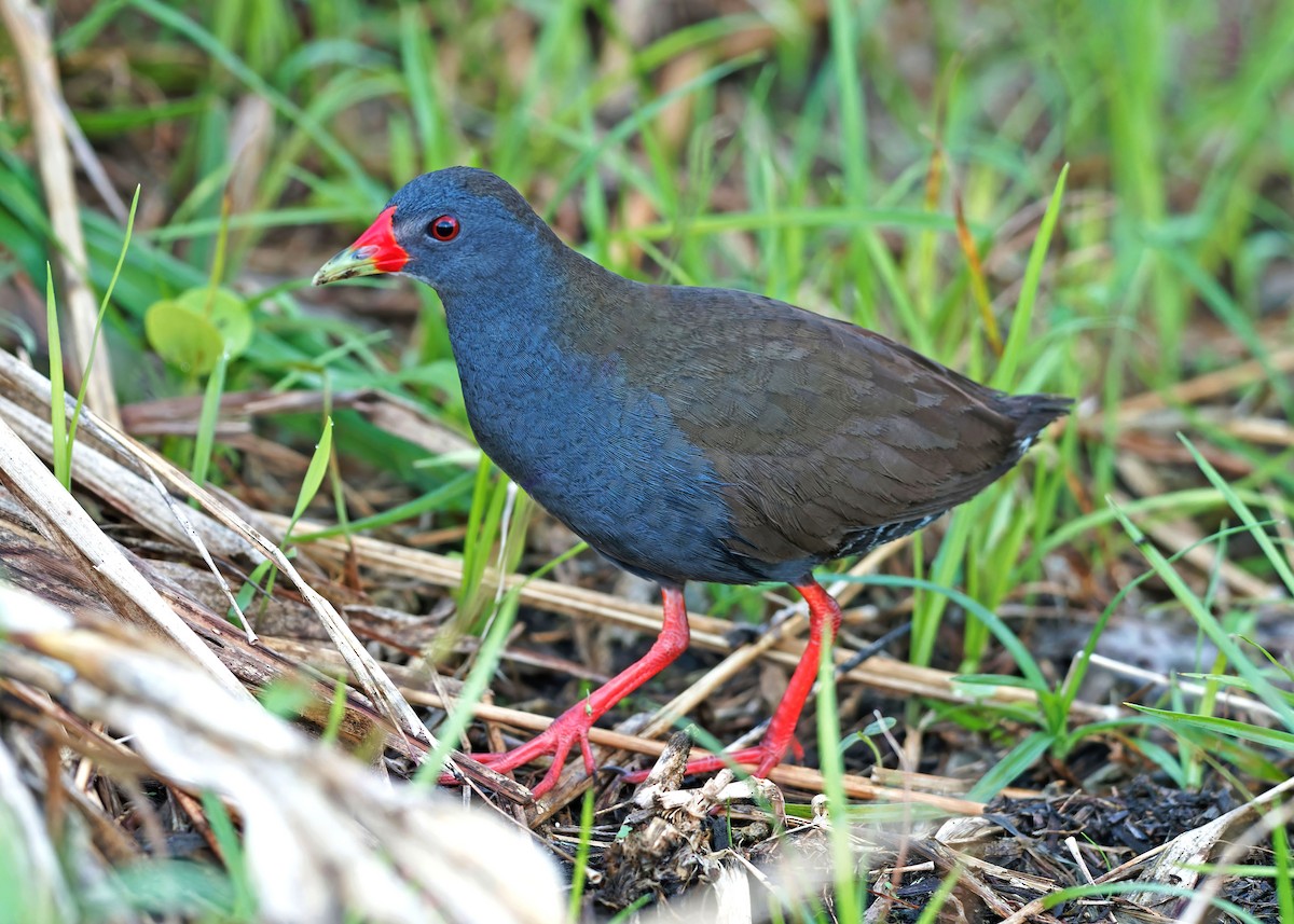 Paint-billed Crake - ML635144743