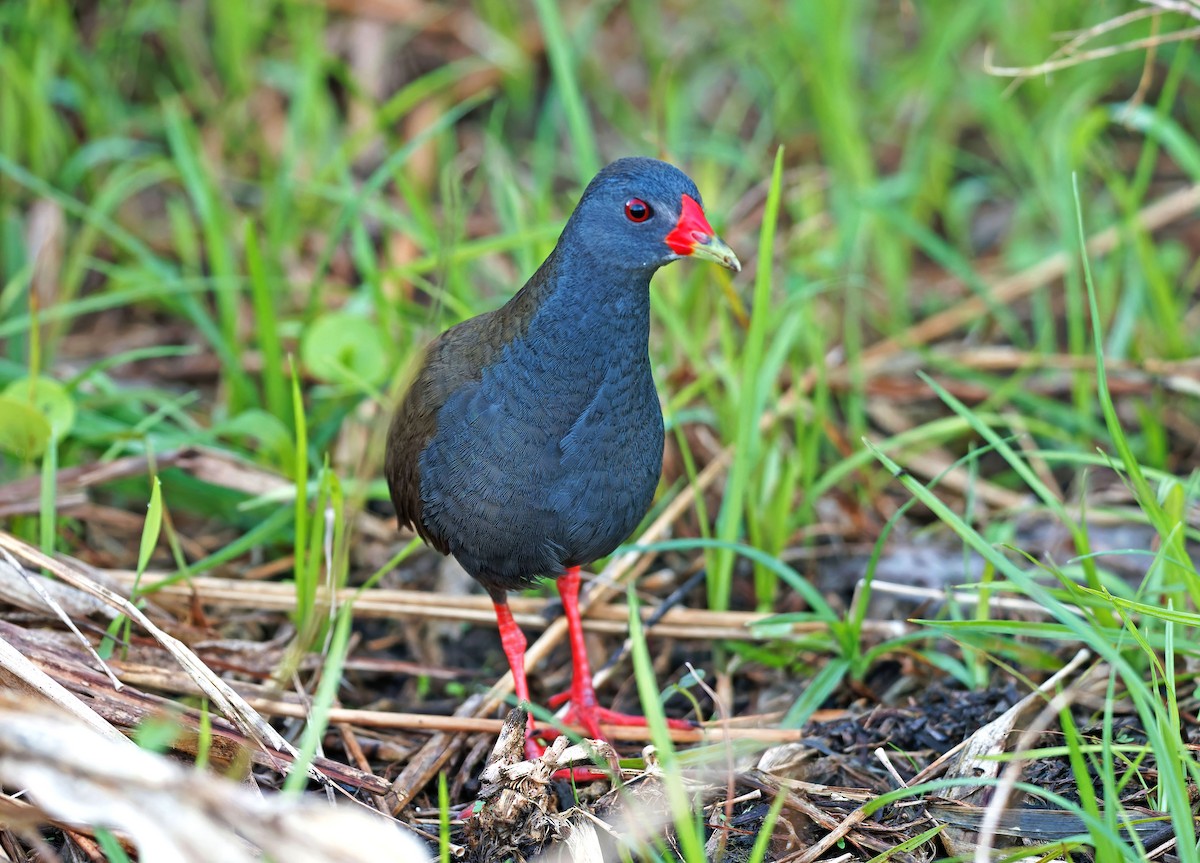 Paint-billed Crake - ML635144755