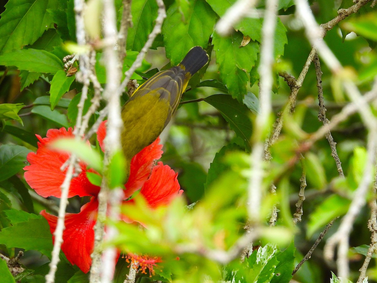 Sahul Sunbird - ML635144764