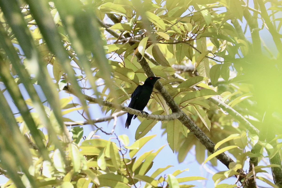 Asian Glossy Starling - ML635144777