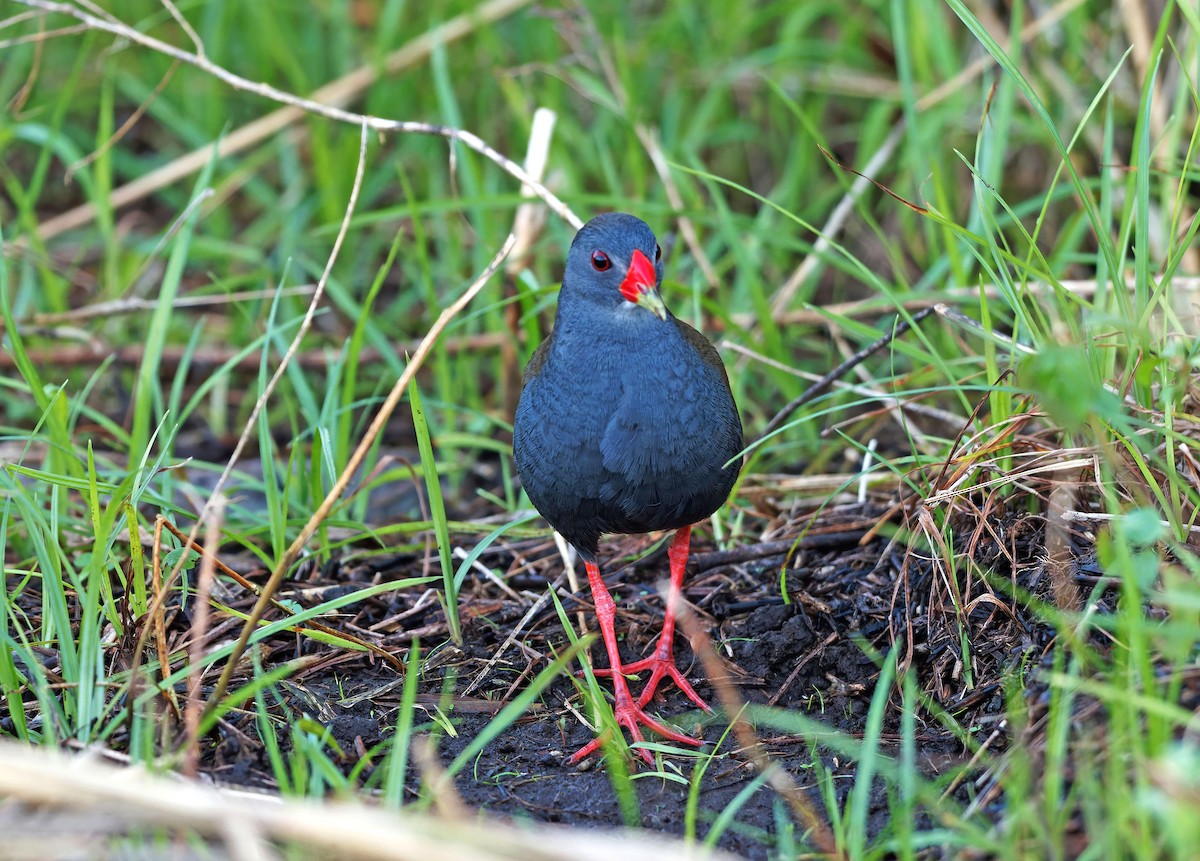 Paint-billed Crake - ML635144792