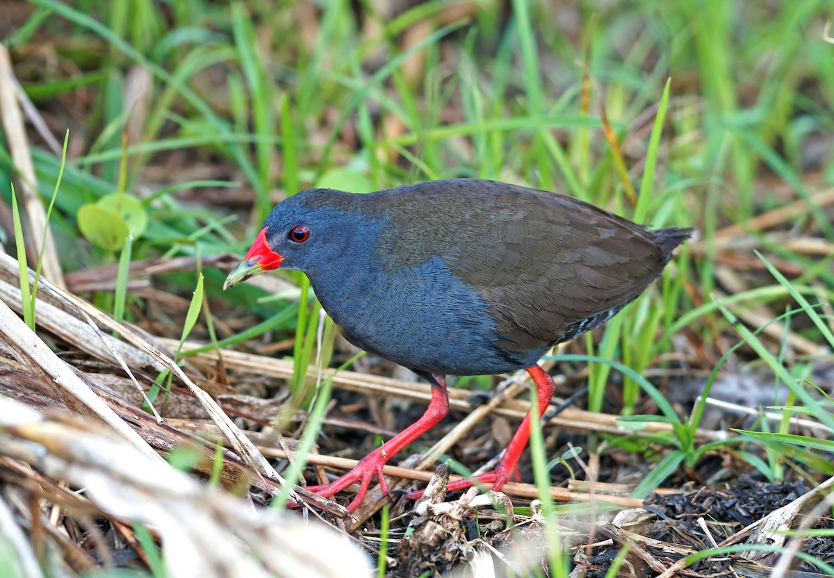 Paint-billed Crake - ML635144816