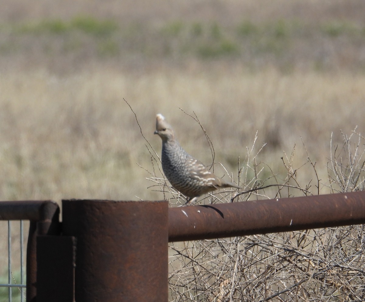Scaled Quail - ML635144883