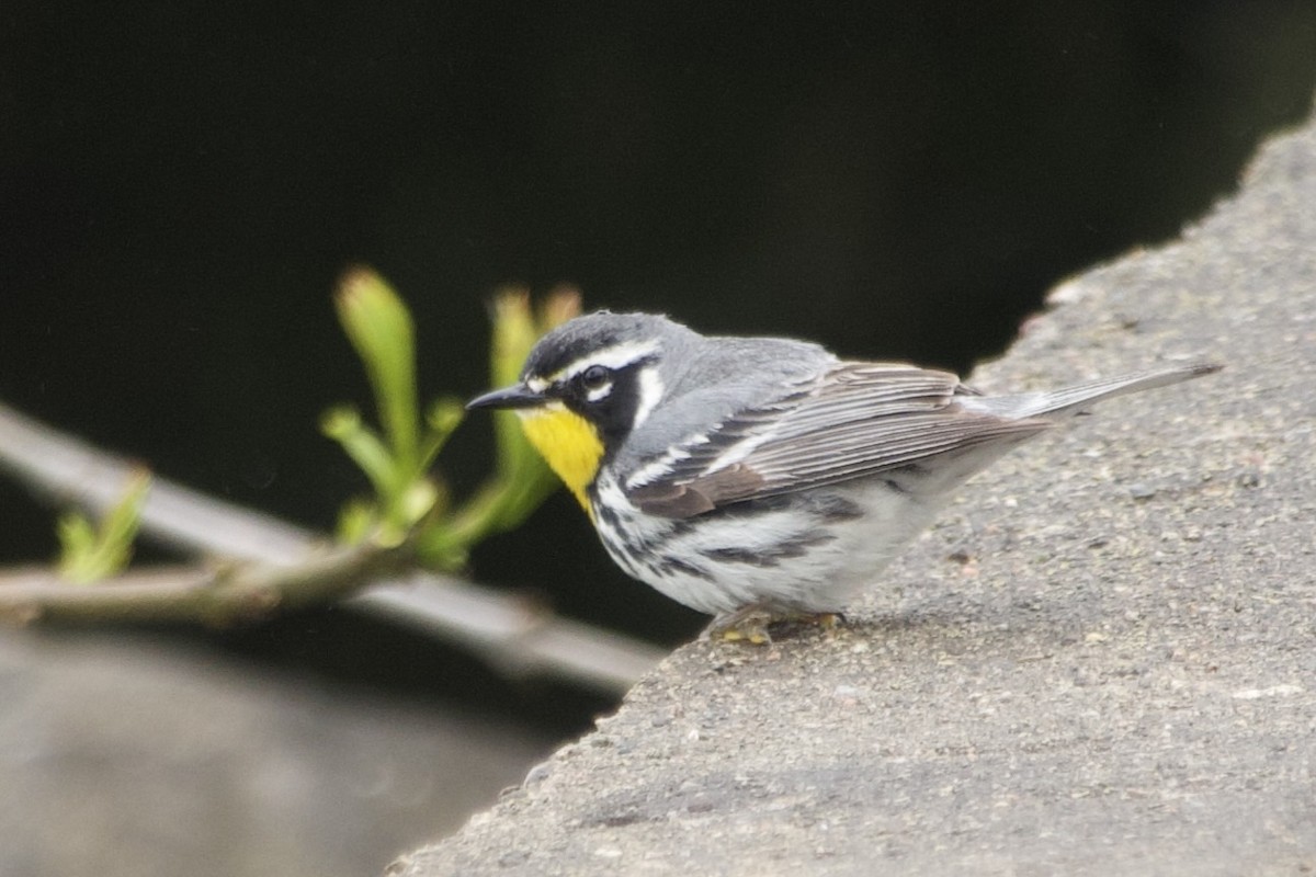 Yellow-throated Warbler - ML635144892