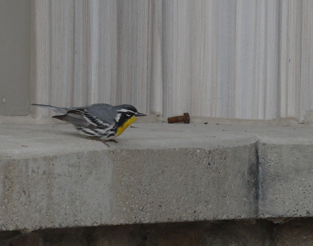 Yellow-throated Warbler - ML635144977