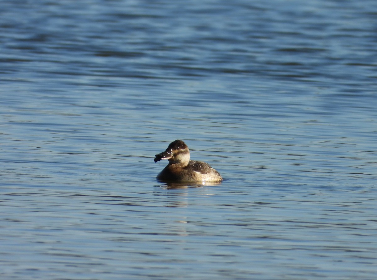 Ruddy Duck - ML635144989