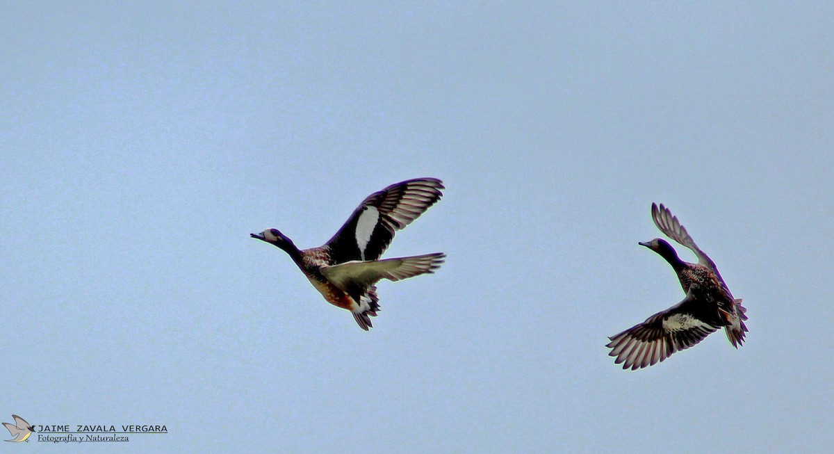 Chiloe Wigeon - ML635145074