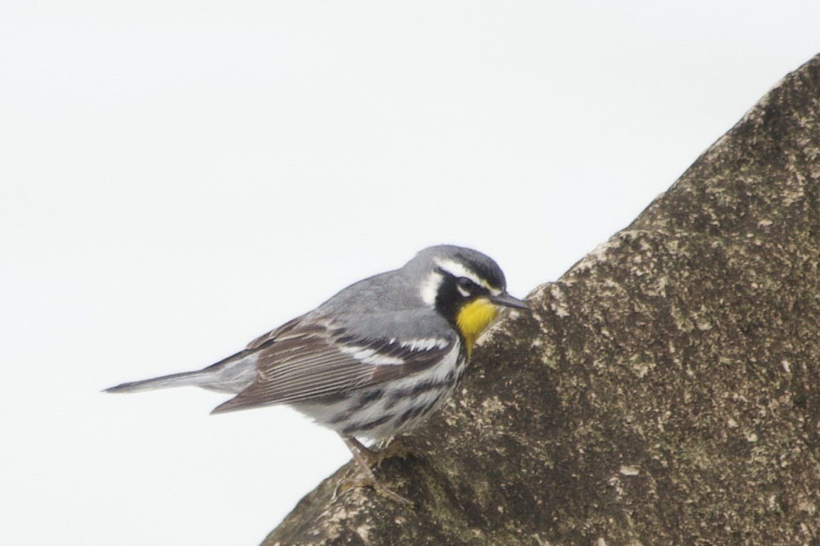 Yellow-throated Warbler - ML635145078