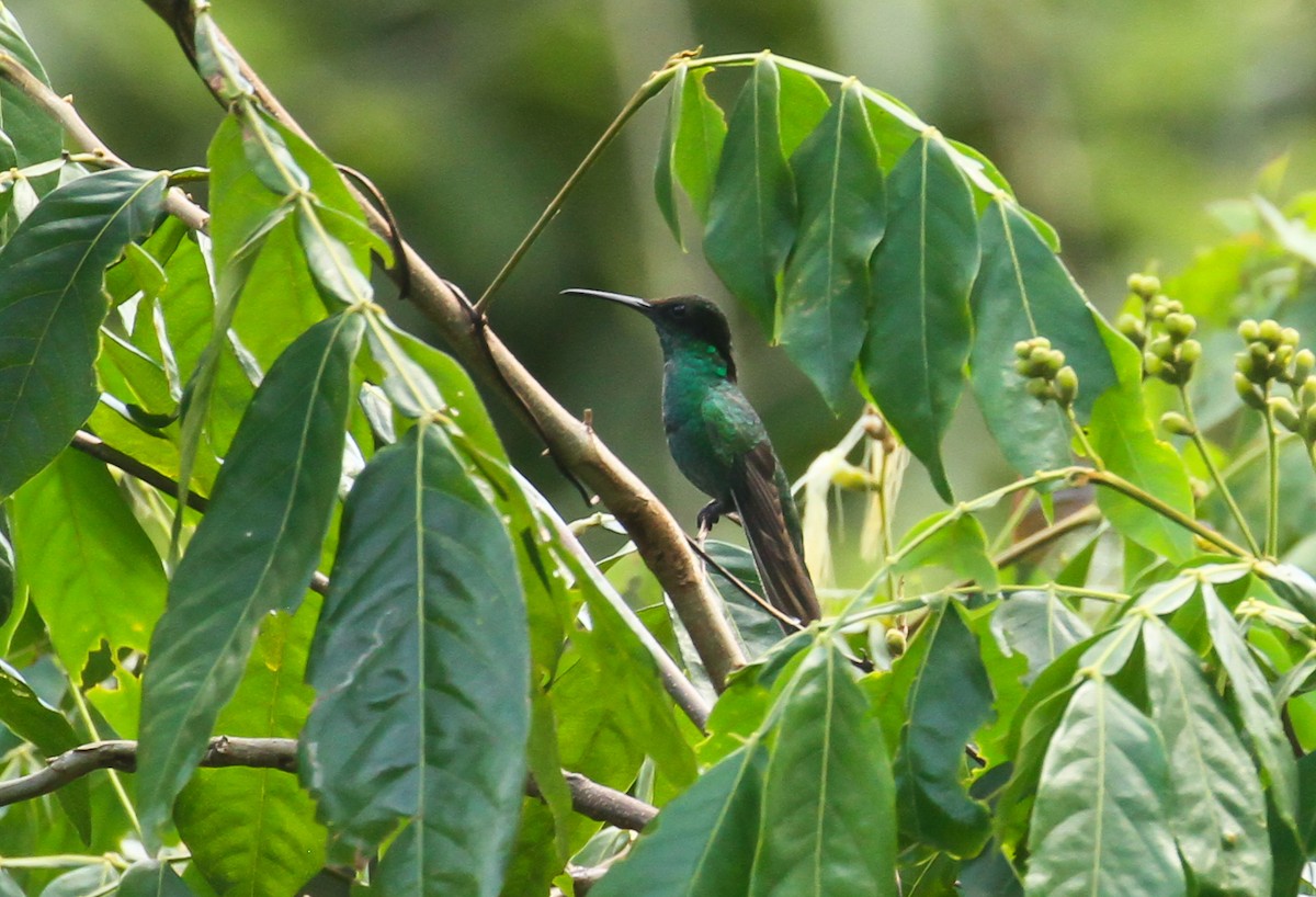 Black-billed Streamertail - ML635145090